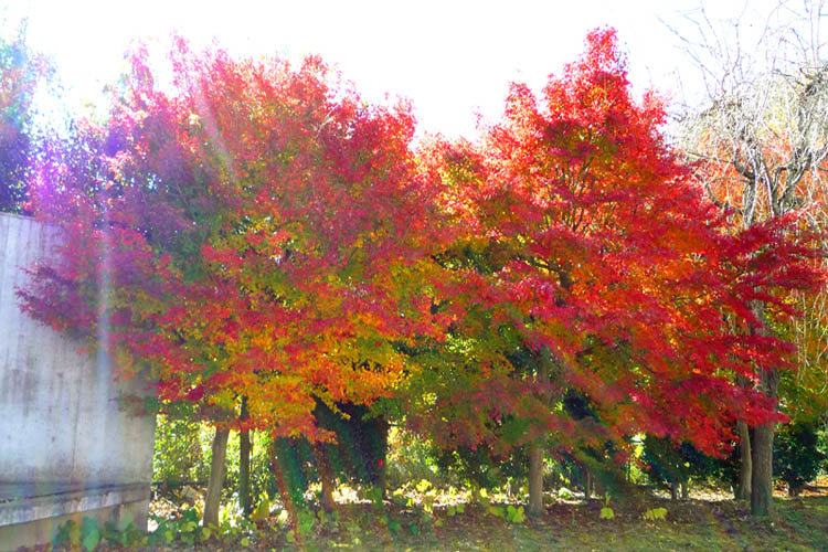 紅葉